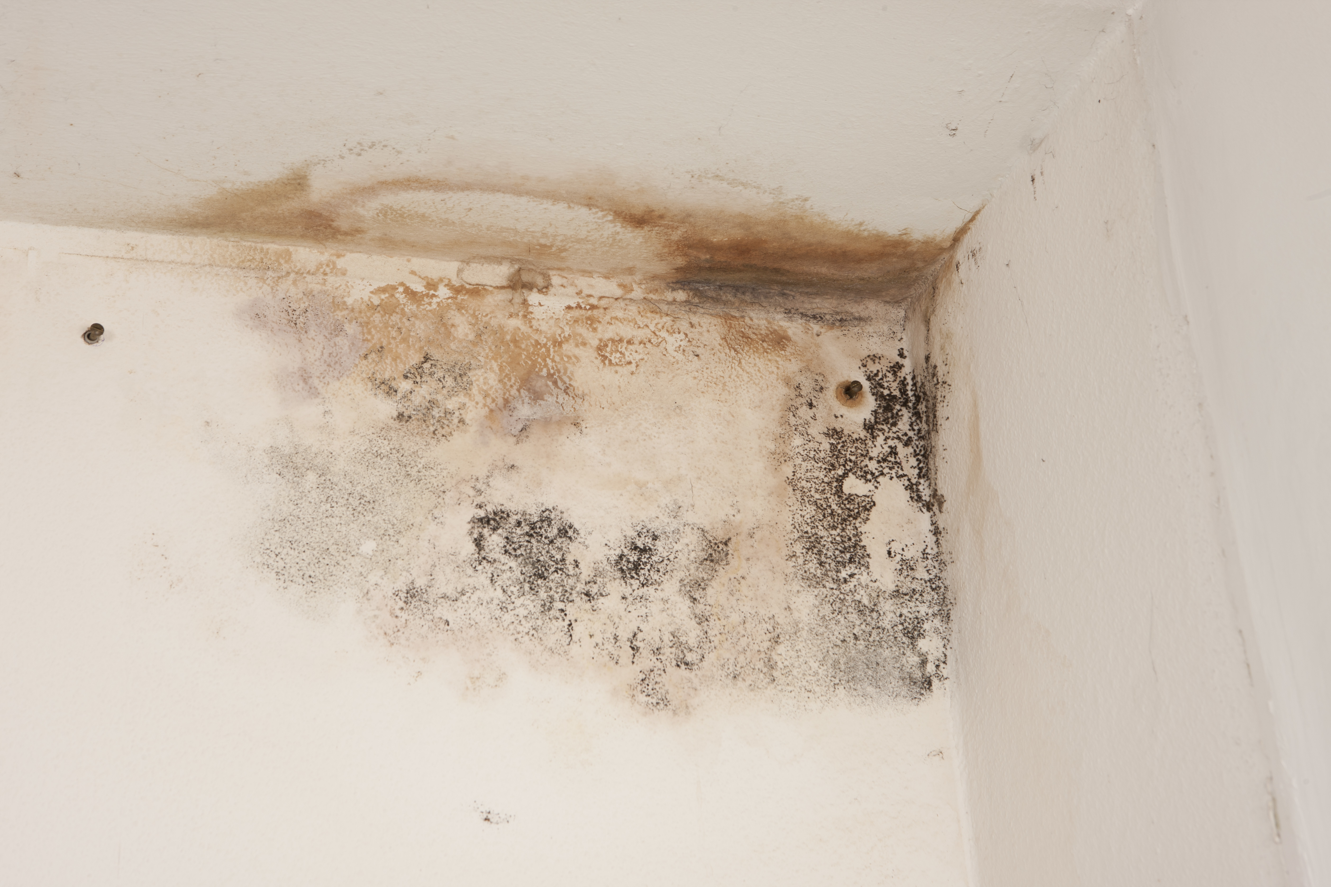 Mold Prevention and Control Techniques