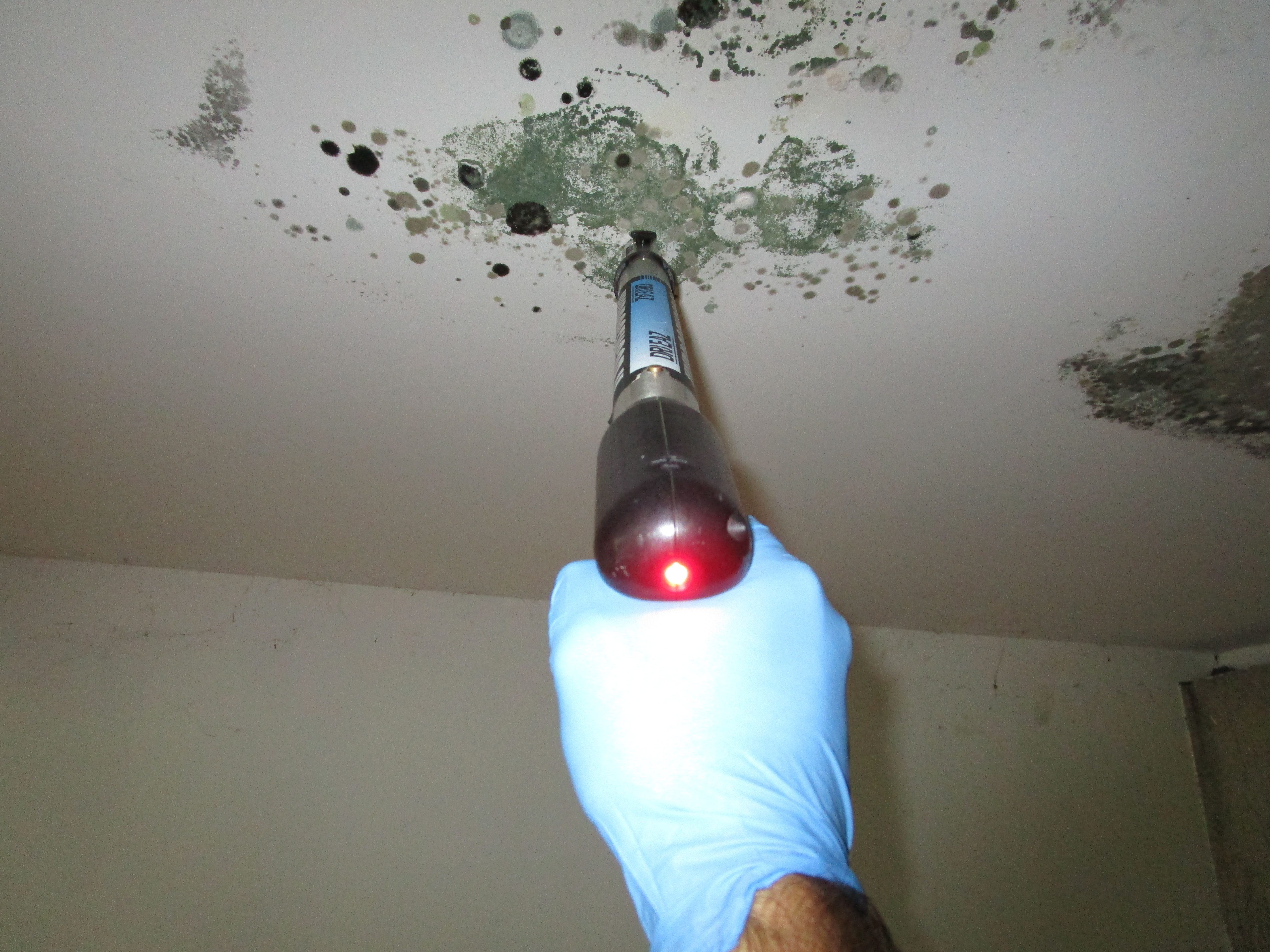 Mold Removal